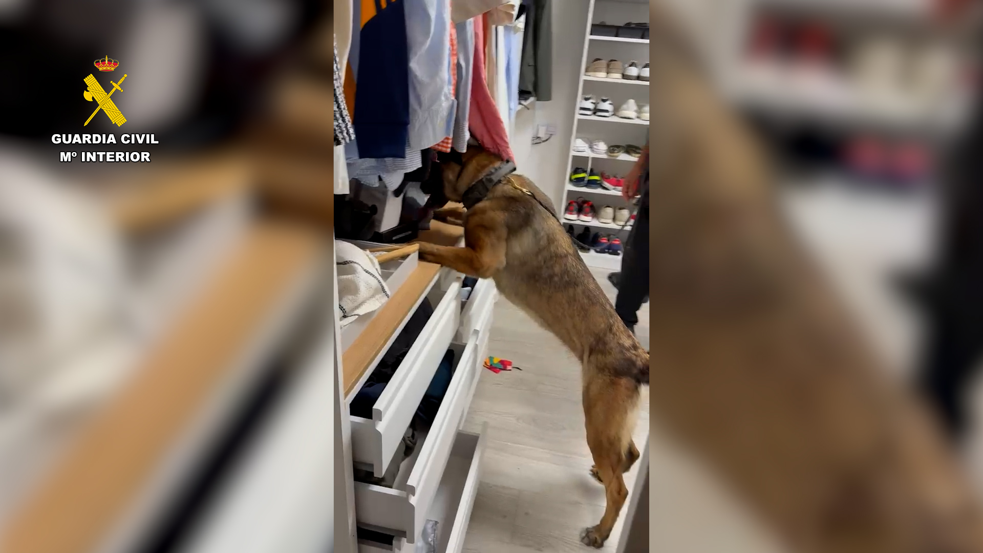 Un perro de la Guardia Civil durante uno de los nueve registros de la operación Uroboros en el Campo de Gibraltar. Foto: Guardia Civil.